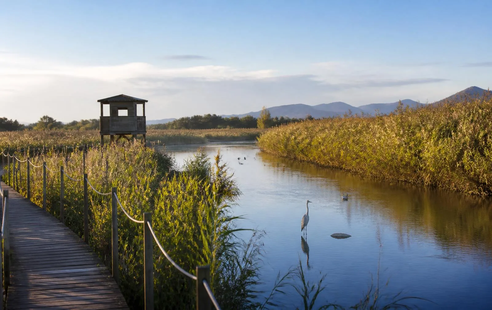 Holzsteg und Beobachtungshütte im Feuchtgebiet des Naturparks s'Albufera bei Alcúdia mit Reiher im Wasser
