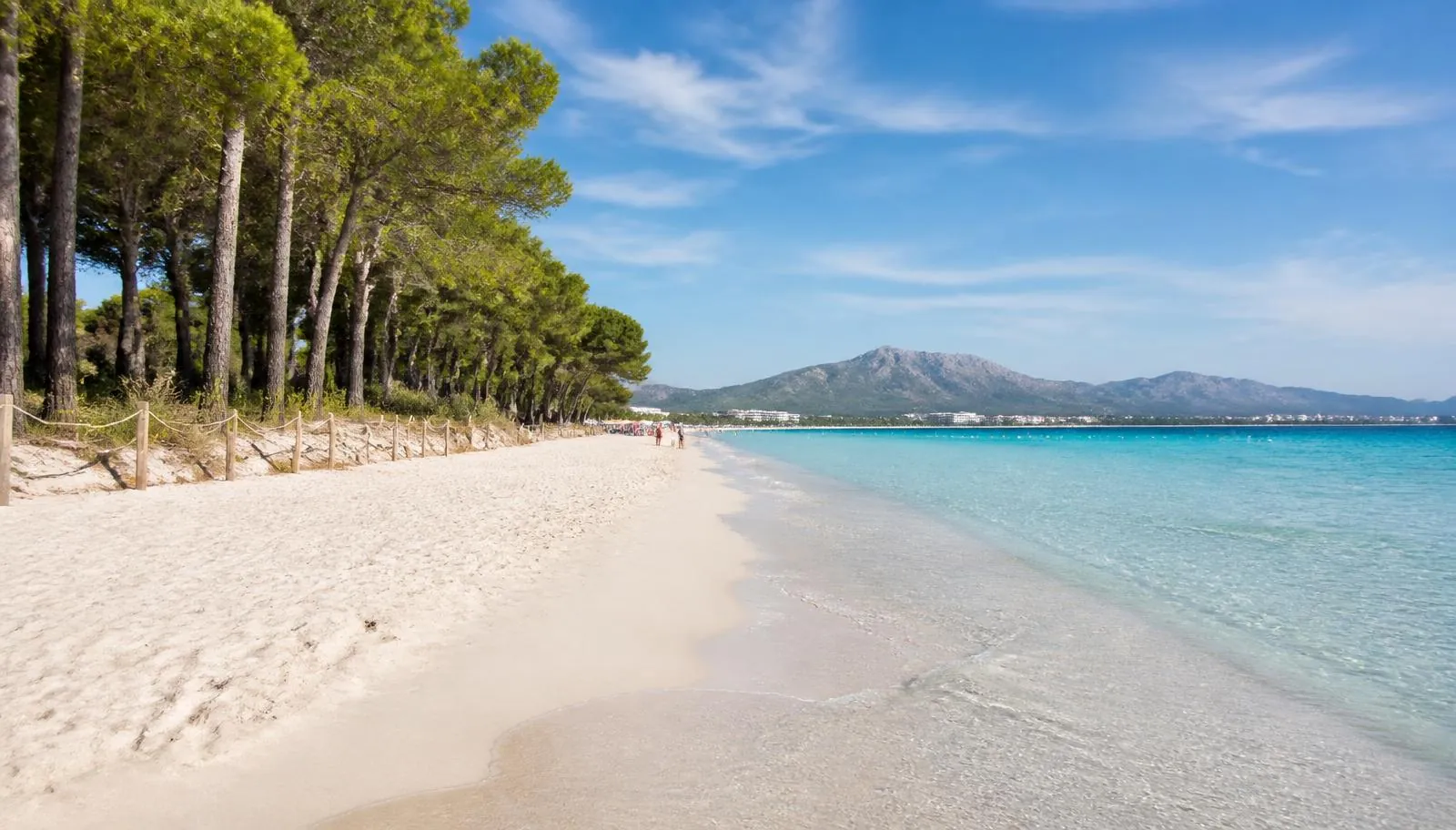 Platja de Muro auf Mallorca mit Pinien am Dünenrand und flach abfallendem türkisem Wasser
